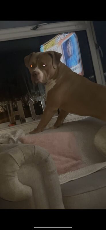 American Bulldog puppies for sale in Horsforth, West Yorkshire – 2 years old - Image 3 of 3