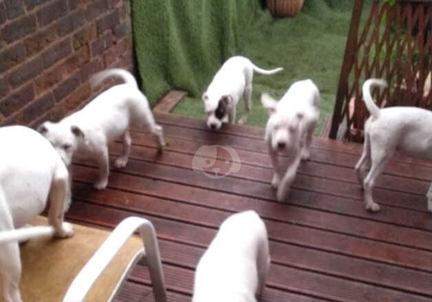 American Bulldog puppies for sale in Oldham, Greater Manchester – 1 year old - Image 2 of 2