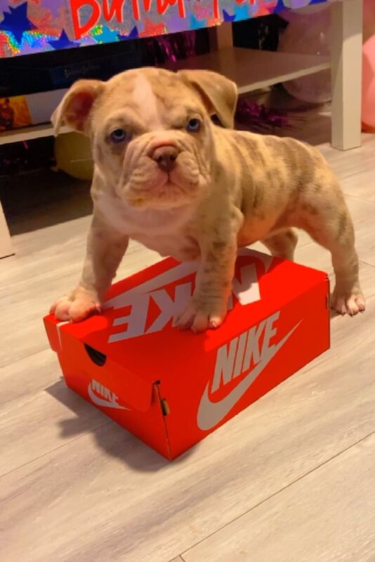 American Bulldog puppies for sale in Hunslet, West Yorkshire – 1 year old