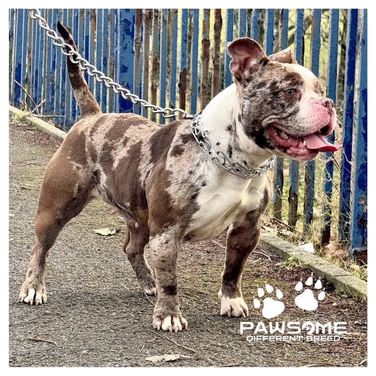 American Bulldog puppies for sale in Eccles, Greater Manchester – 2 years old