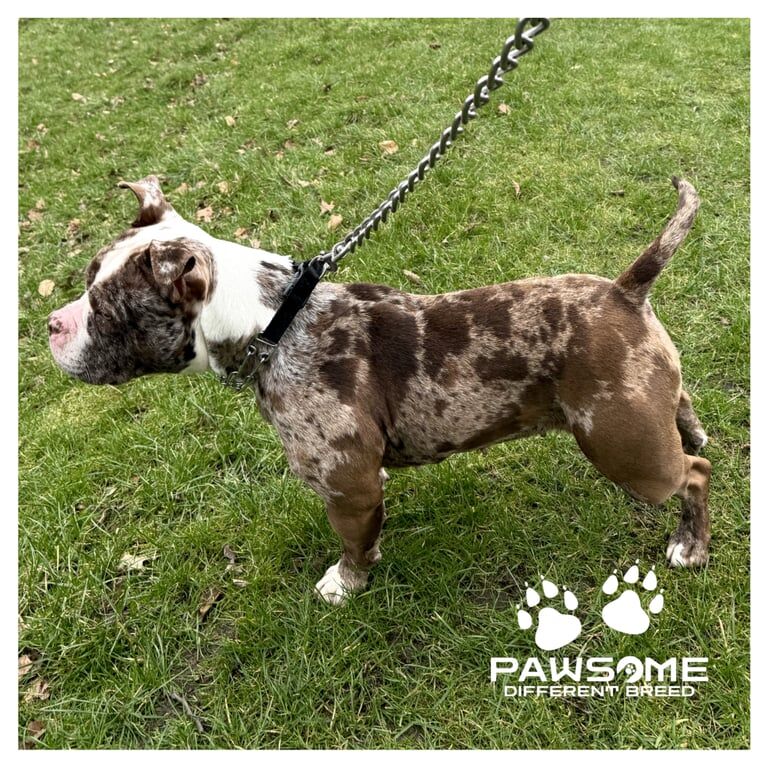American Bulldog puppies for sale in Eccles, Greater Manchester – 2 years old - Image 2 of 3