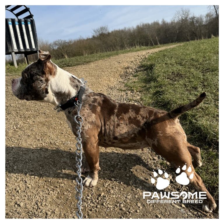 American Bulldog puppies for sale in Eccles, Greater Manchester – 2 years old - Image 3 of 3