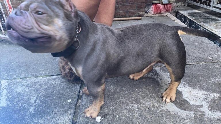 American Bulldog puppies for sale in Dunmurry, County Antrim – 2 years old