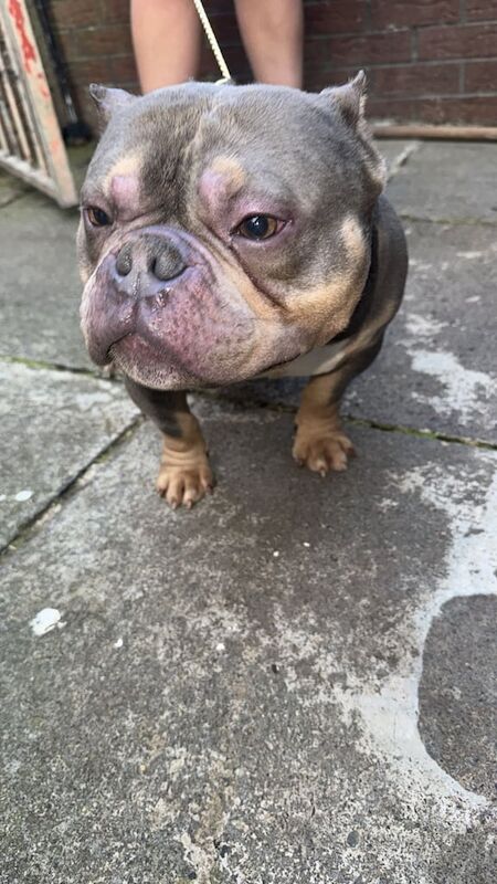 American Bulldog puppies for sale in Dunmurry, County Antrim – 2 years old - Image 3 of 3