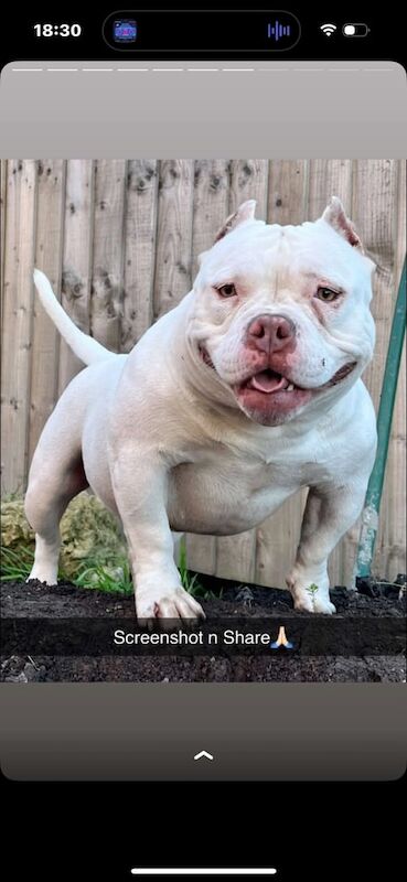 Kennel Club Registered American Bulldog Puppies For Sale