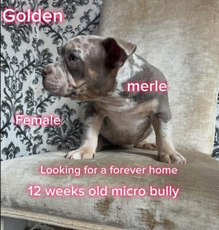 American Bulldog puppies for sale in Roundhay, West Yorkshire – 11 weeks old