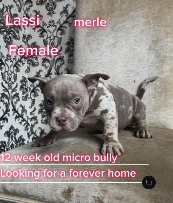 American Bulldog puppies for sale in Roundhay, West Yorkshire – 11 weeks old - Image 2 of 3