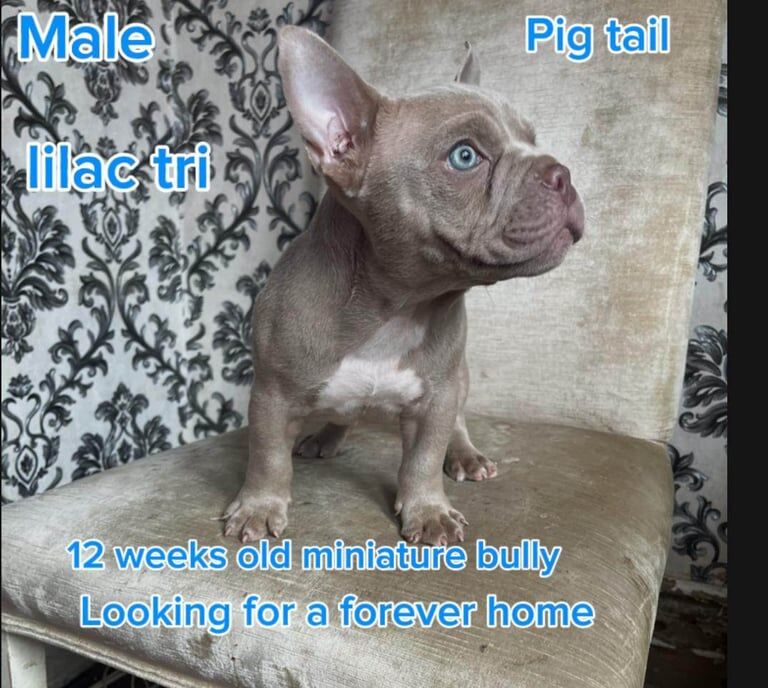 American Bulldog puppies for sale in Roundhay, West Yorkshire – 11 weeks old - Image 3 of 3