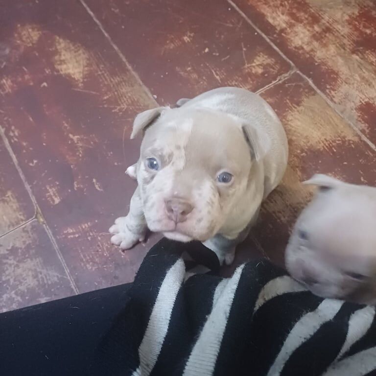 Micro bully -high quality ABR for sale in Roundhay, West Yorkshire