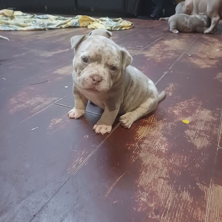 Micro bully -high quality ABR for sale in Roundhay, West Yorkshire | Image 2