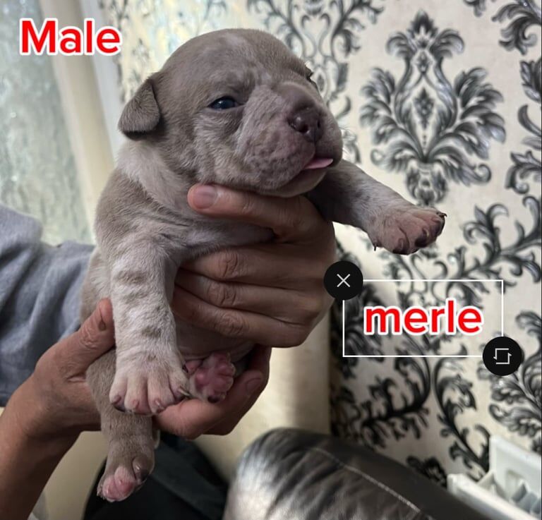 Micro Bully high-quality ABR registered. for sale in Roundhay, West Yorkshire