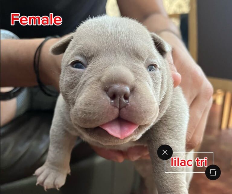 Micro Bully high-quality ABR registered. for sale in Roundhay, West Yorkshire | Image 2