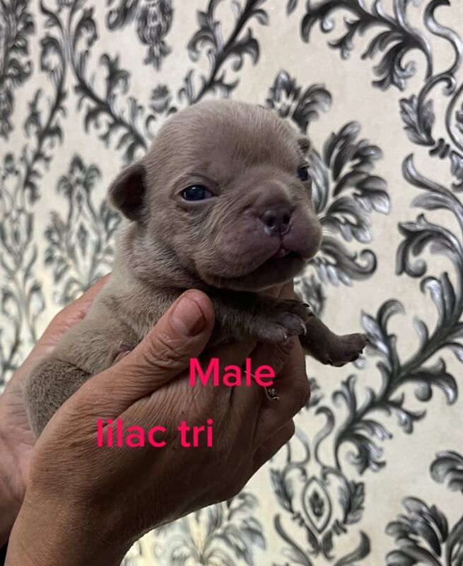 Micro Bully high-quality ABR registered. for sale in Roundhay, West Yorkshire | Image 3