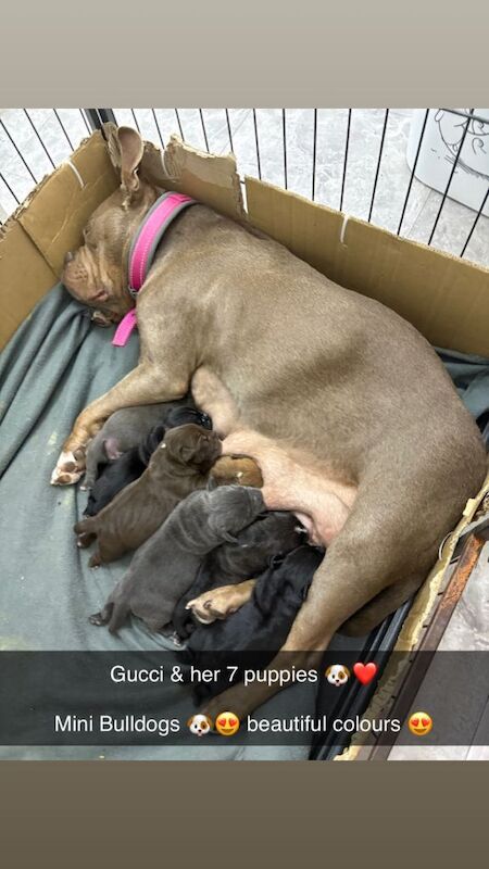 Micro bully puppies ️