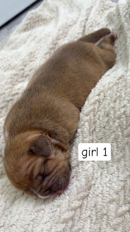 Micro bully puppies ️ - Image 2 of 4