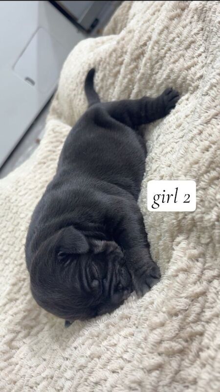 Micro bully puppies ️ - Image 3 of 4