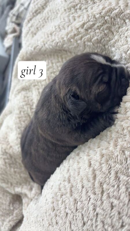 Micro bully puppies ️ - Image 4 of 4