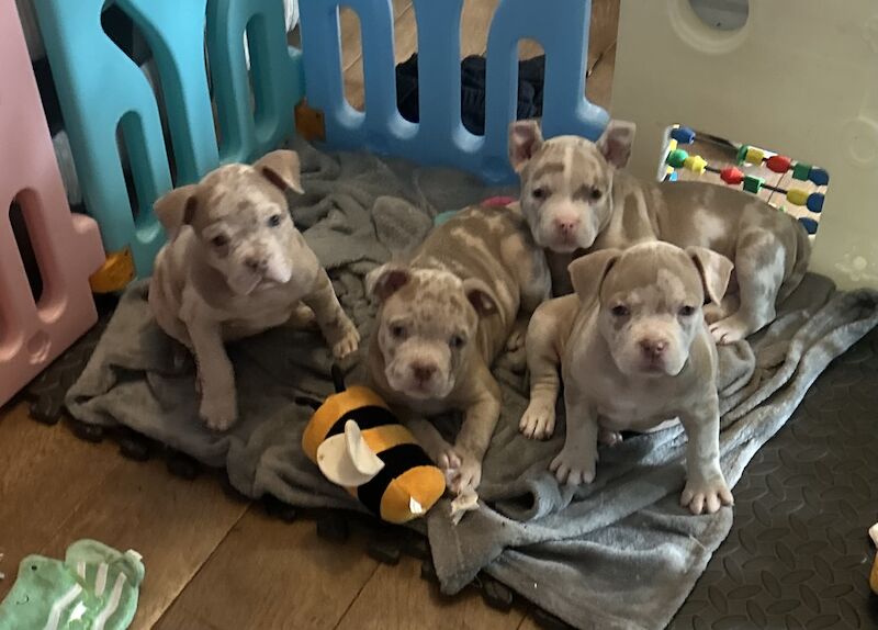 Xl American Bully Puppies For Sale in Folkestone, Kent