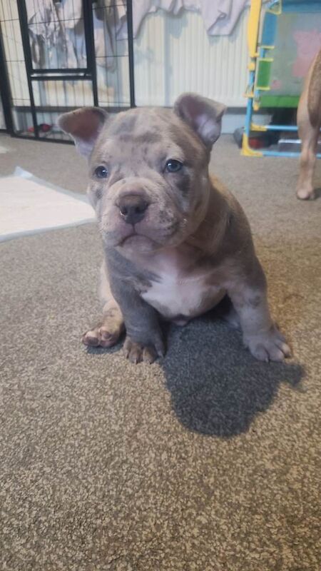 American Bulldog puppies for sale in Thornliebank, Renfrewshire – 7 weeks old