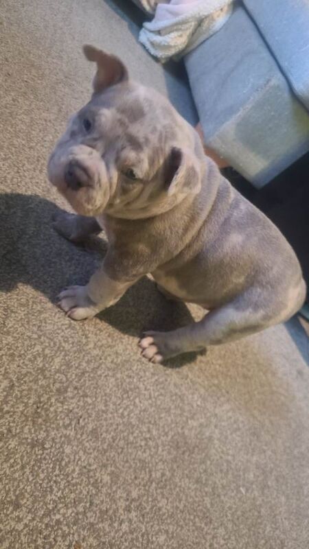 American Bulldog puppies for sale in Thornliebank, Renfrewshire – 7 weeks old - Image 3 of 5