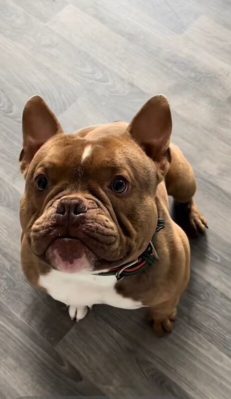 Micro Bully Rehome - Image 2 of 6