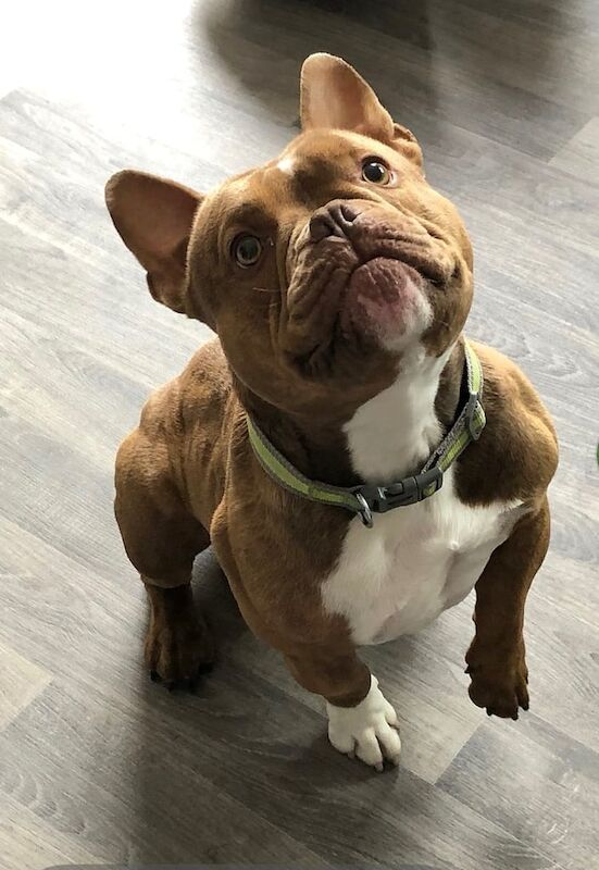 Micro Bully Rehome - Image 3 of 6