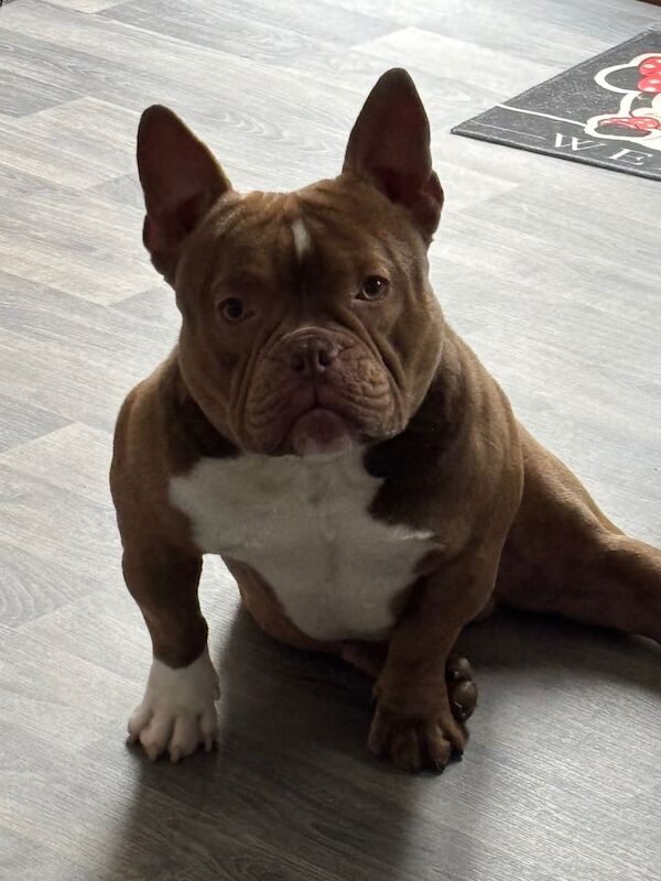 Micro Bully Rehome - Image 4 of 6