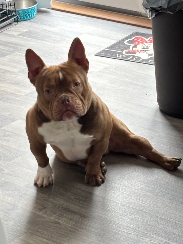 Micro Bully Rehome - Image 5 of 6