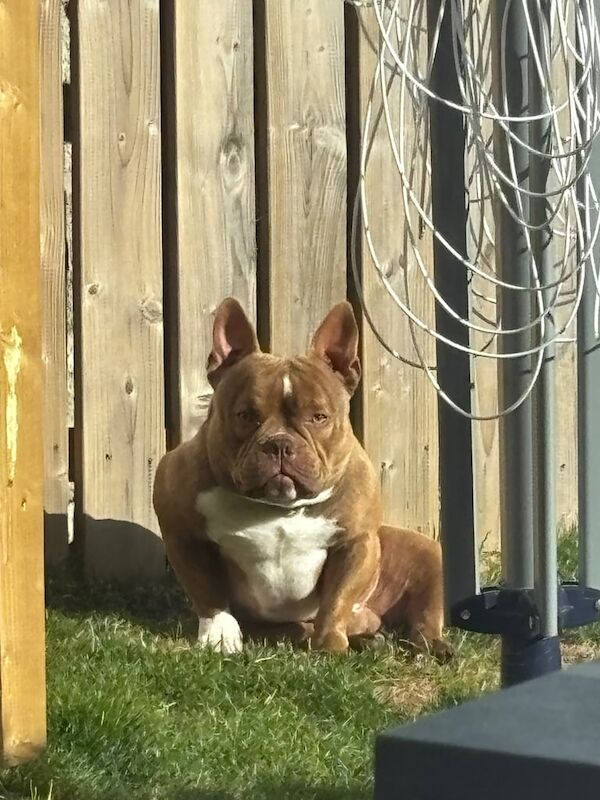 Micro Bully Rehome - Image 6 of 6