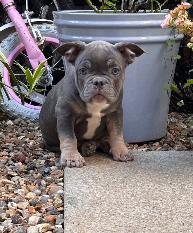 American Bulldog puppies for sale in Norbury, Greater London – 11 weeks old