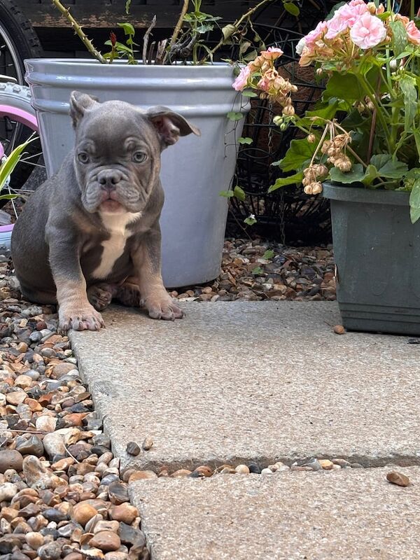 American Bulldog puppies for sale in Norbury, Greater London – 11 weeks old - Image 2 of 3