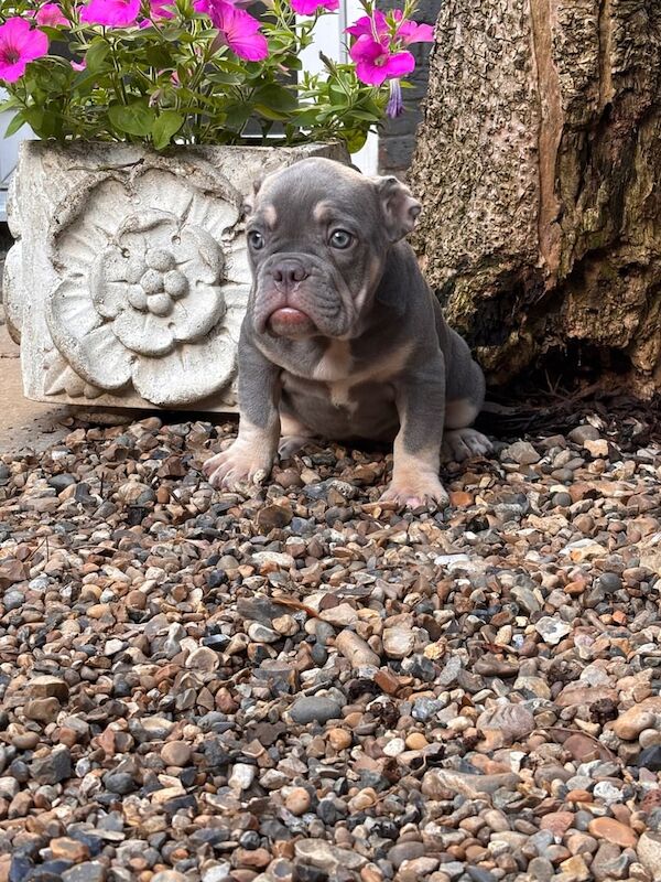 American Bulldog puppies for sale in Norbury, Greater London – 11 weeks old - Image 3 of 3