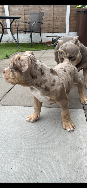 Micro exotic bully 13wks - Image 2 of 8