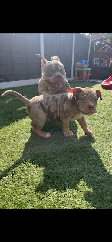 Micro exotic bully 13wks - Image 4 of 8