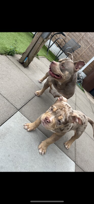 Micro exotic bully 13wks - Image 5 of 8