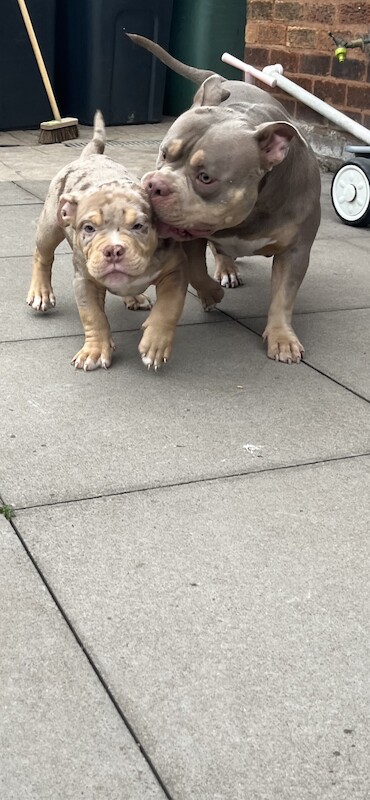Micro exotic bully 13wks - Image 6 of 8
