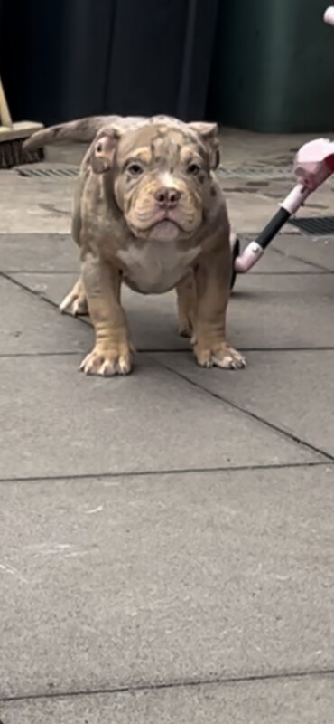 Micro exotic bully 13wks - Image 7 of 8