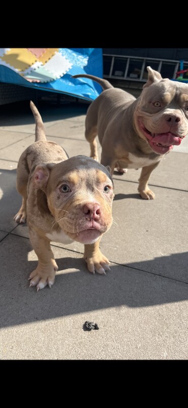 Micro exotic bully 13wks - Image 8 of 8