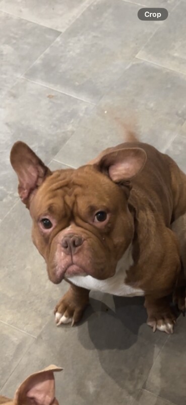 Micro/exotic bully male