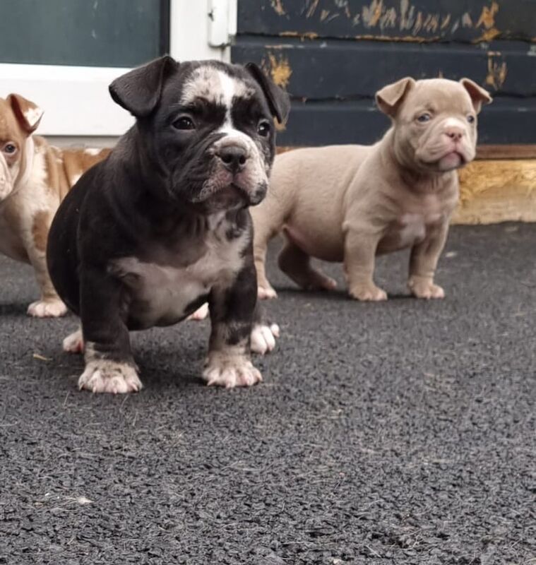American Bulldog puppies for sale in Wallsend, Tyne and Wear – 6 weeks old
