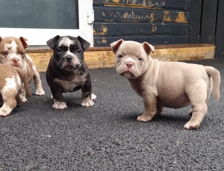 American Bulldog puppies for sale in Wallsend, Tyne and Wear – 6 weeks old - Image 2 of 3