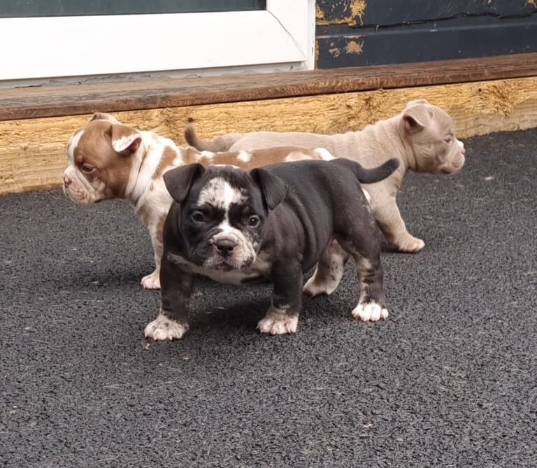 American Bulldog puppies for sale in Wallsend, Tyne and Wear – 6 weeks old - Image 3 of 3