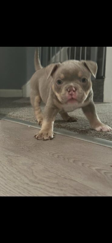 Micro/pocket bullies for sale in Longstone, City of Edinburgh - Image 1