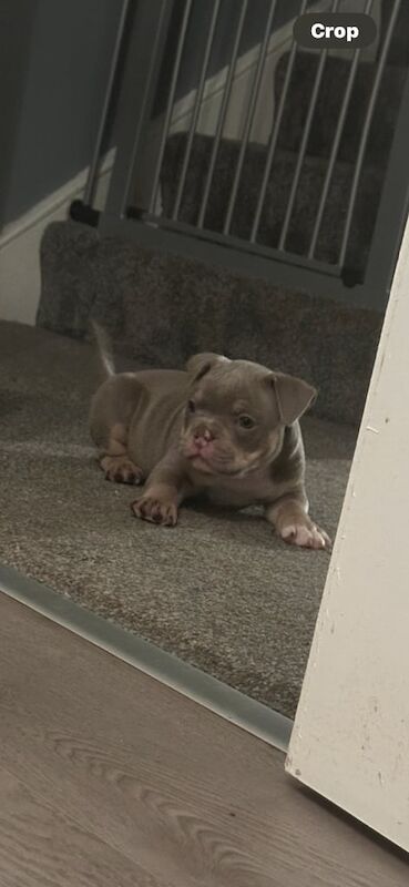 American Bulldog puppies for sale in Longstone, City of Edinburgh – 11 months old - Image 2 of 3