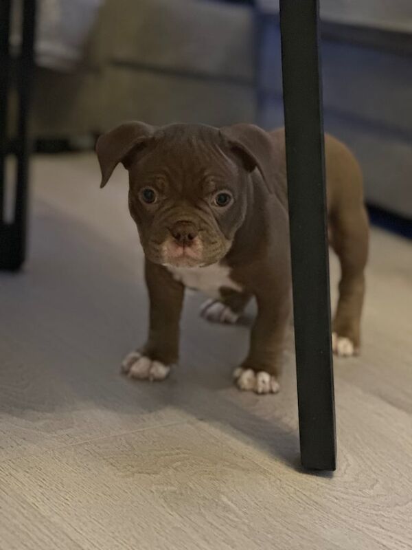 American Bulldog puppies for sale in Longstone, City of Edinburgh – 11 months old - Image 3 of 3