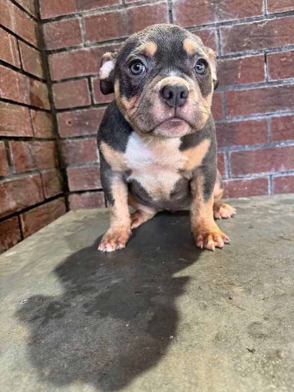 American Bulldog puppies for sale in Dunmurry, County Antrim – KC registered, 11 weeks old