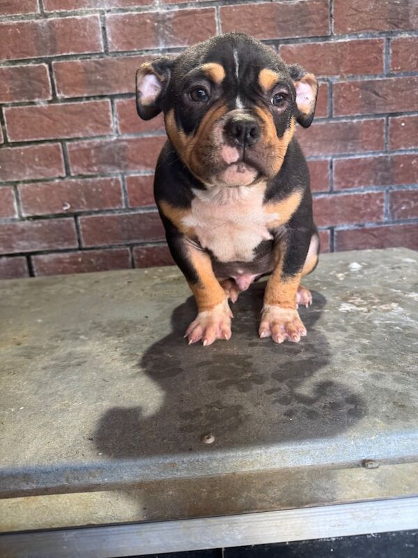 American Bulldog puppies for sale in Dunmurry, County Antrim – KC registered, 11 weeks old - Image 2 of 3