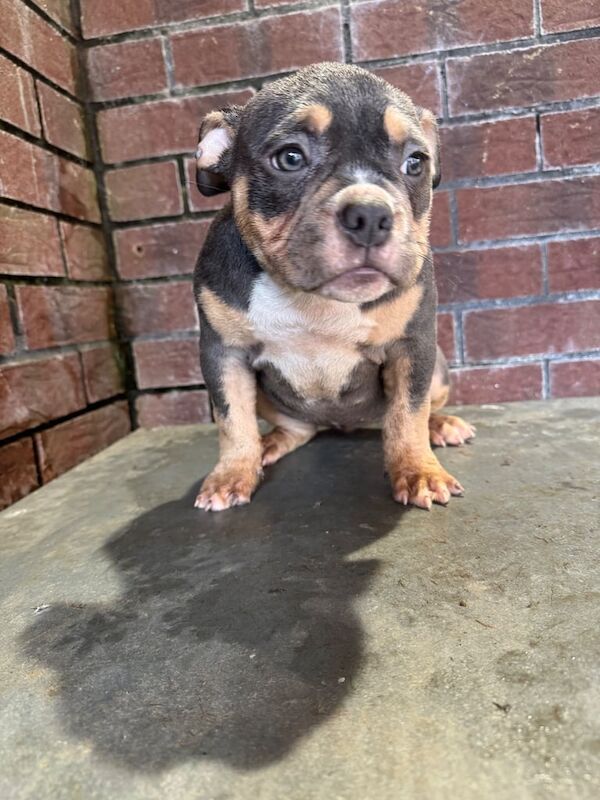American Bulldog puppies for sale in Dunmurry, County Antrim – KC registered, 11 weeks old - Image 3 of 3