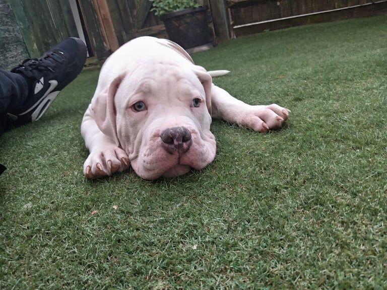 Micro/Pocket Bully Pup for sale in Greenwich, Greater London