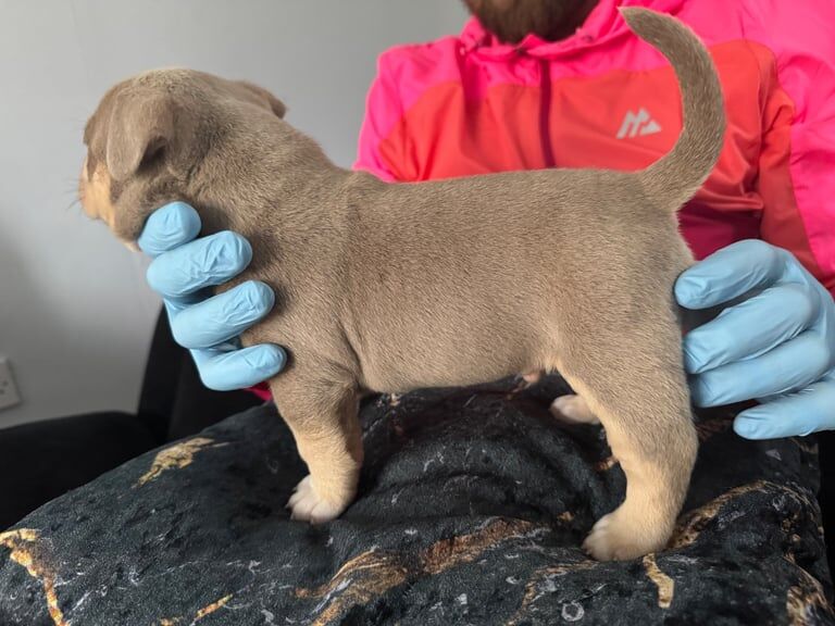 MICRO/POCKET BULLYS for sale in Dunmurry, County Antrim